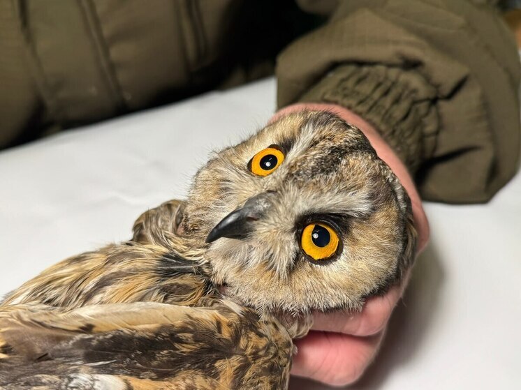 Спасение ушастой совы в Тамбове: Черепно-мозговая травма и версия о «домашнем» прошлом