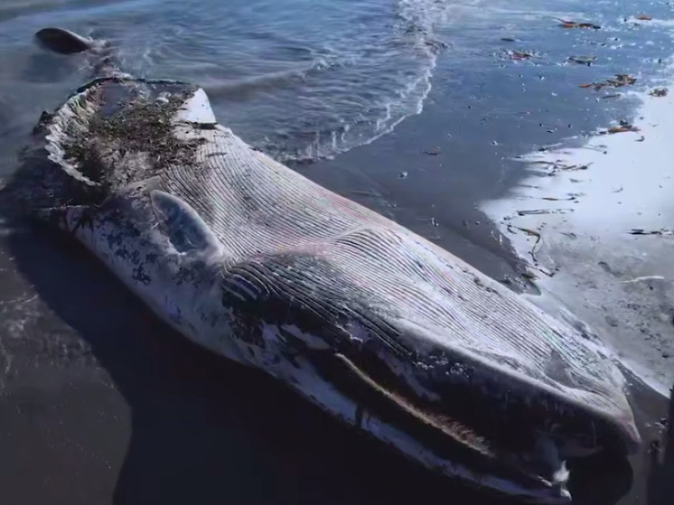 Огромного краснокнижного кита выбросило на берег Сахалина