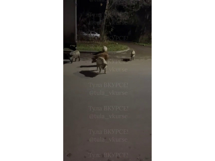 В Щекине запечатлели компанию свиней, гуляющую по улицам