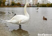 Горожанам объяснили, сможет ли пернатый благополучно пережить зиму на Везелке