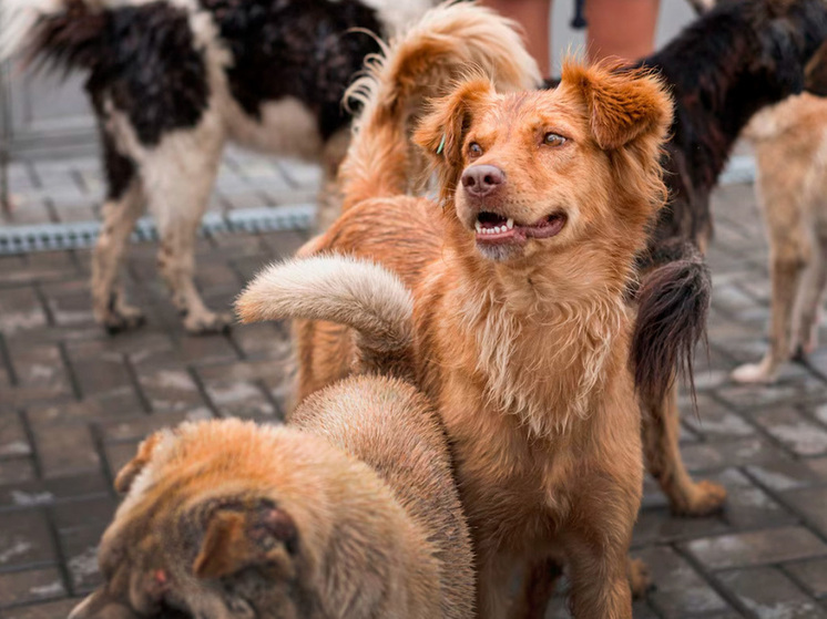 В Липецке стая агрессивных собак создает проблемы жителям