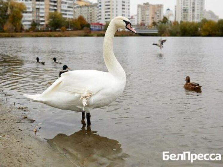 Горожанам объяснили, сможет ли пернатый благополучно пережить зиму на Везелке