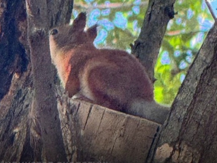 Жителей Элисты приглашают угостить белок в парке «Дружба»