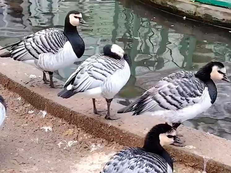 Белощёкие казарки Липецкого зоопарка готовятся к переезду