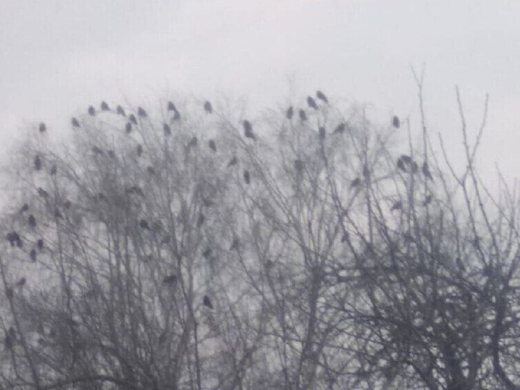 Курян предупредили о тумане и 11 градусном тепле в среду