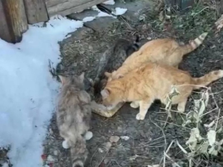 В Новосибирской области ищут новый дом для кошек после смерти хозяина