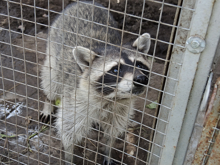 Временно отселить самца от стаи енотов пришлось сотрудникам Московского зоопарка