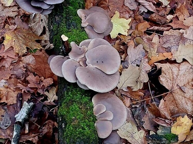 Гигантские вешенки нашли воронежские грибники