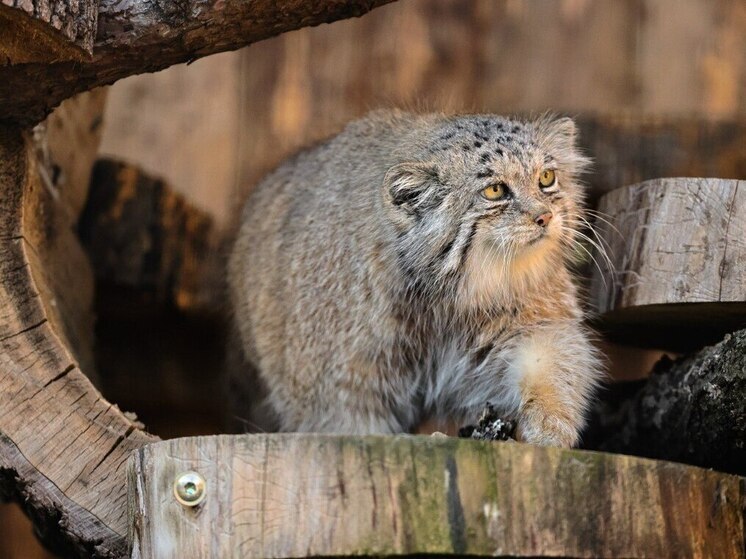 Располневший Шу из Ленинградского зоопарка удивил подписчиков светящимися очами