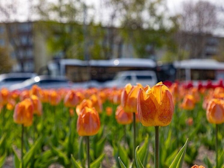 В Рыбинске высадили 26 тысяч тюльпанов