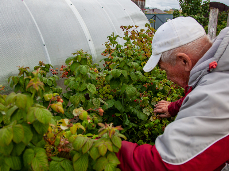 Эксперт предупредила об опасности поздней обрезки малины и ежевики
