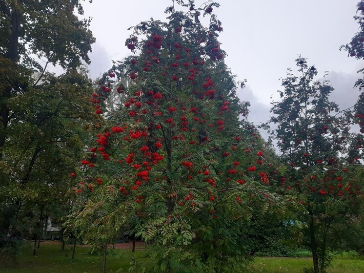 Диетолог Бобровский посоветовал не злоупотреблять ягодами рябины