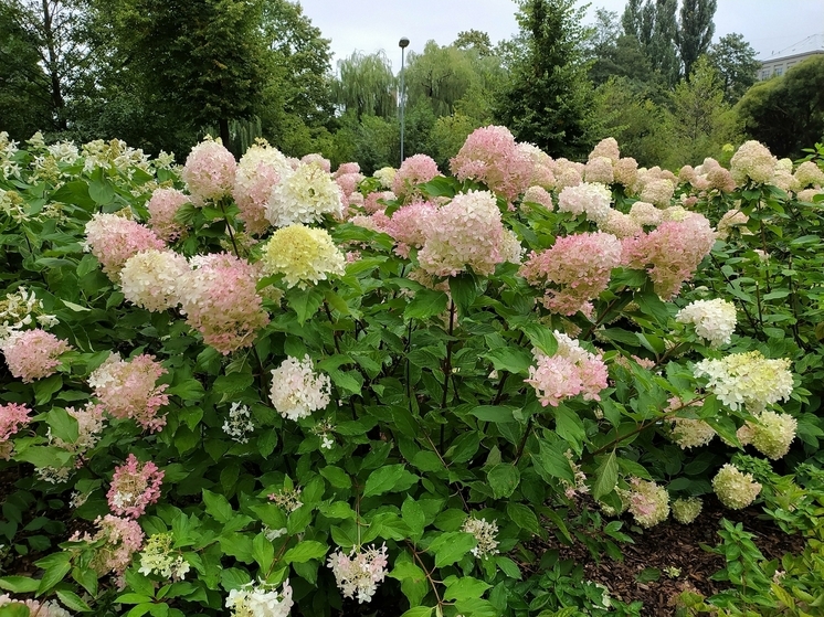 Эксперт Зинченко назвала оптимальное время для обрезки гортензий