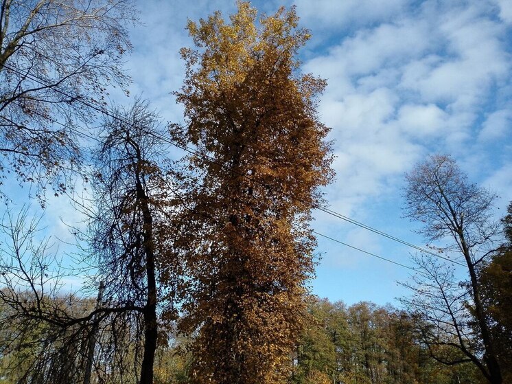 Небольшие дожди и до +12 градусов пообещали синоптики ленинградцам 5 ноября