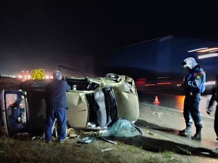 Во Владимирской области в аварию на трассе М-7 «Волга» попали несколько человек, две собаки и котенок