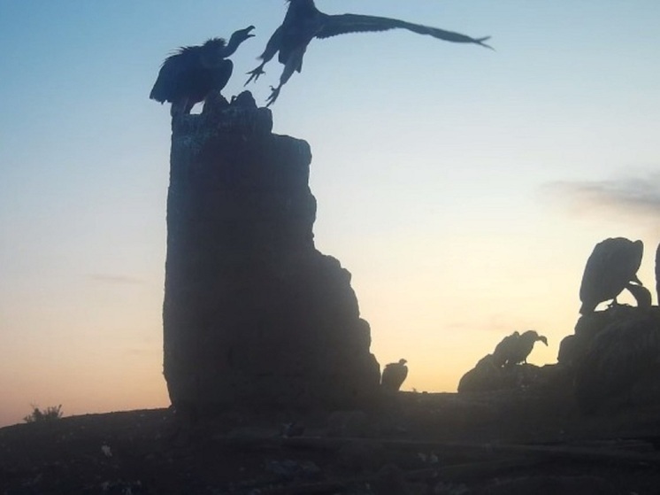 В заповеднике Калмыкии птицы борются за место под солнцем