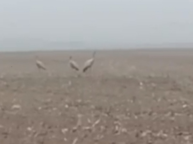  Редкое скопление серых журавлей зафиксировали во Владимирской области