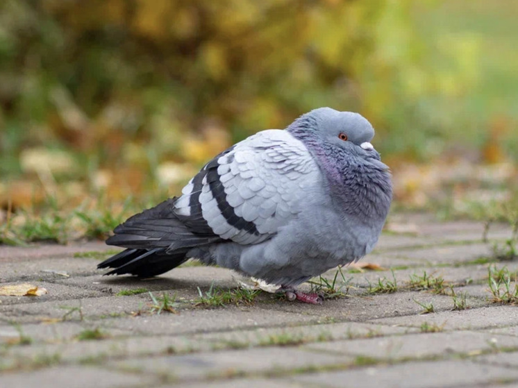 Погода в Архангельской области: дождь и сильный ветер