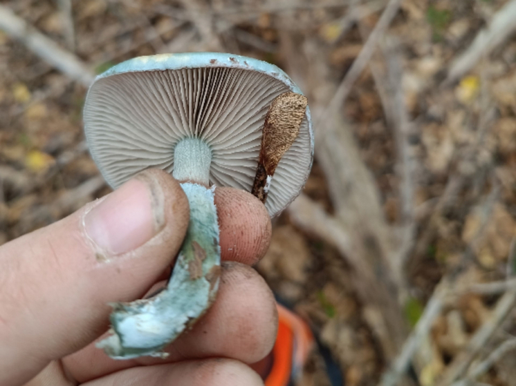 В Ростовской области грибники прошли почти 40 километров в поисках урожая