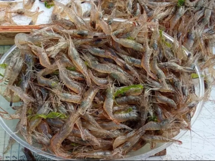 В Азовском море с начала 2025 года выловили 350 тонн креветок