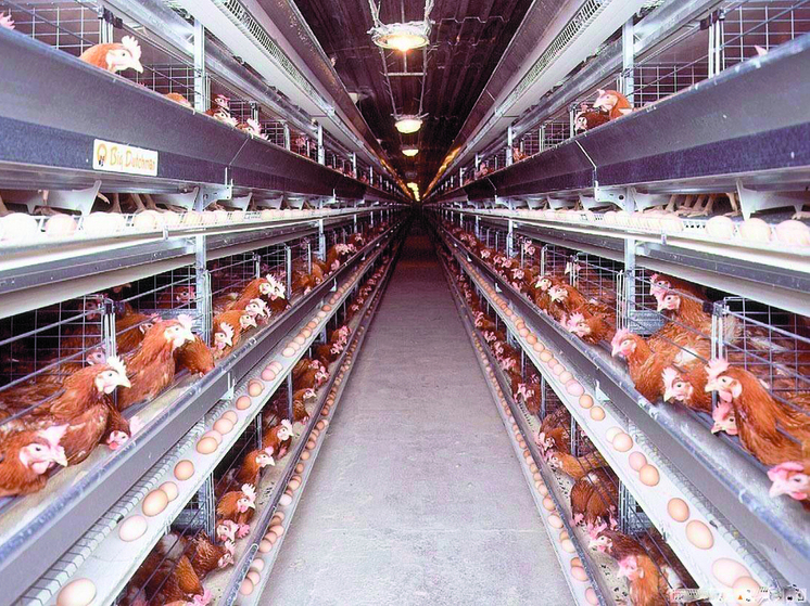 От кризиса к рекордам: как «Птицефабрика «Комсомольская» создает эталон качества на Дальнем Востоке