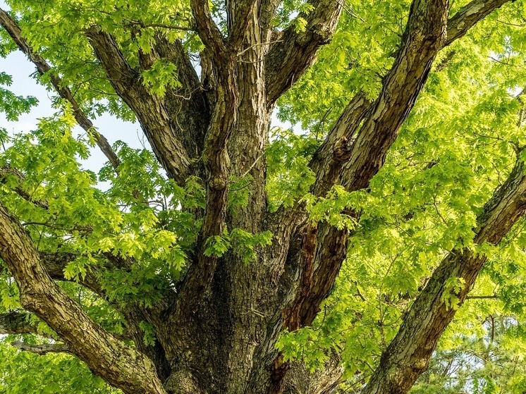 В Биробиджане завершено расследование дела о незаконной вырубке дубов