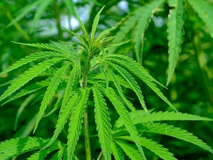 Жителю Завитинска грозит четыре года колонии за хранение 2,2 кг конопли