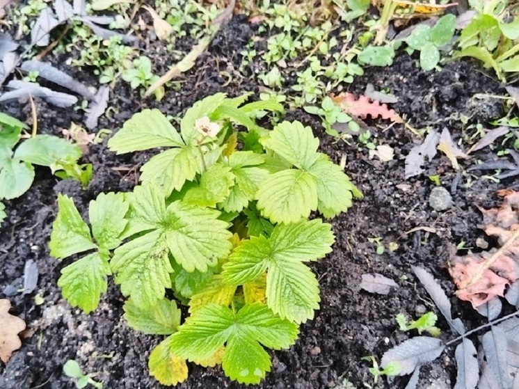 В Карелии в ноябре зацвела земляника