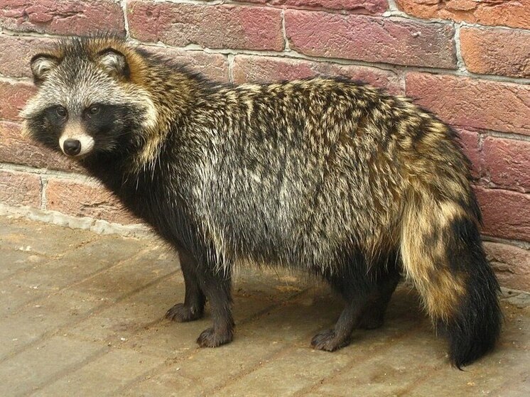 В Ивановской области спасли пострадавшую енотовидную собаку