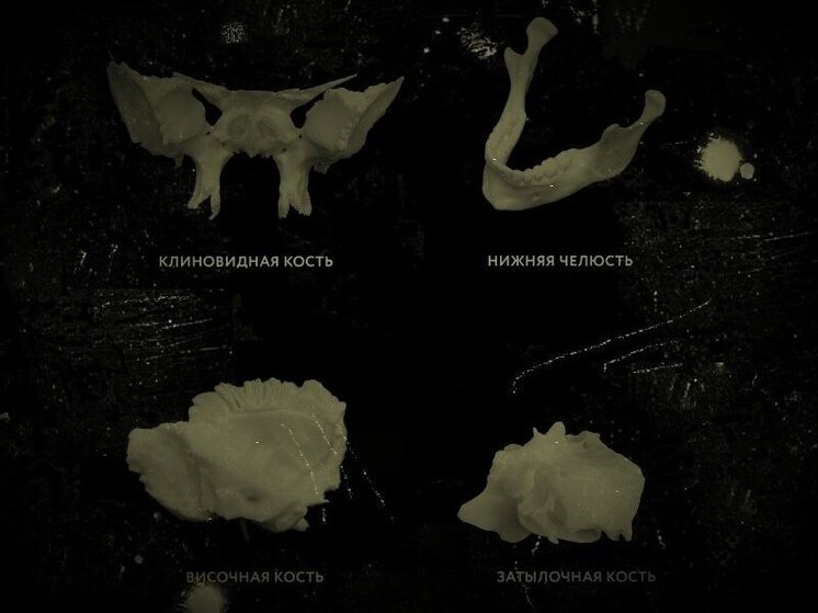 Житель Орловской области запустил стартап по производству анатомических моделей