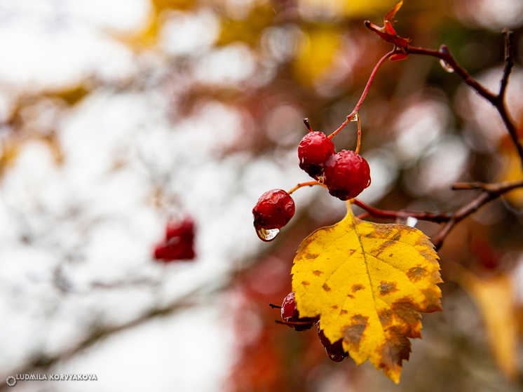 Теплый ноябрь ожидает жителей Карелии по прогнозам синоптиков
