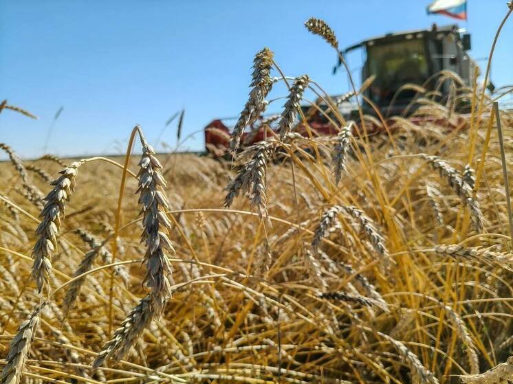 В Омской области осталось убрать 170 тысяч гектаров урожая