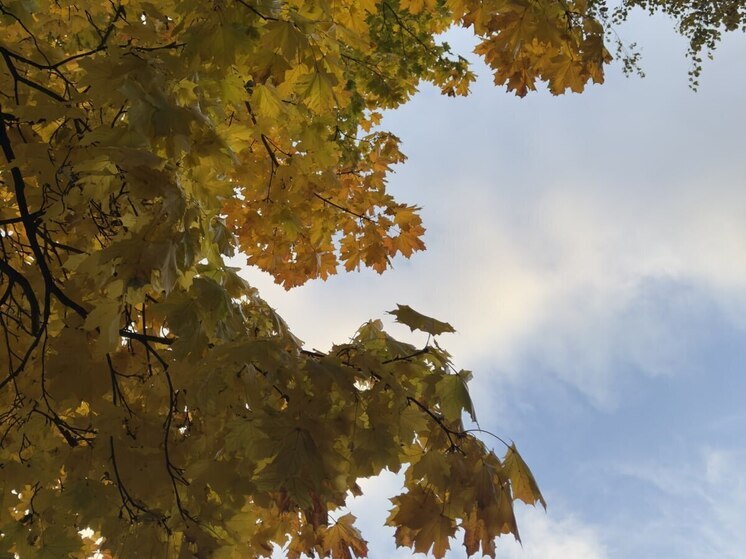 В Новгород вернулась теплая погода