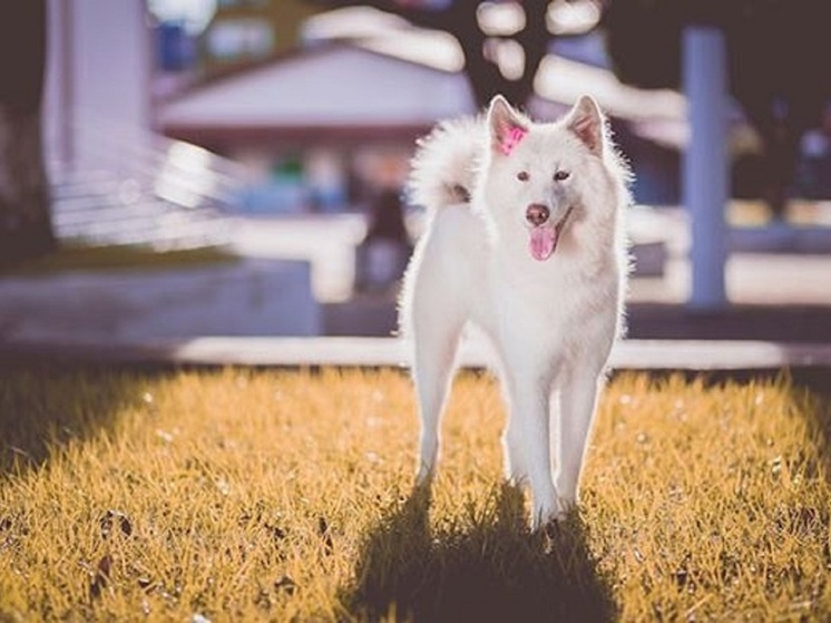 Завтра жителям Калмыкии нужно искать белую собаку