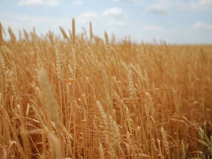 В Волгоградской области фермер недостоверно задекларировал 150 тонн пшеницы