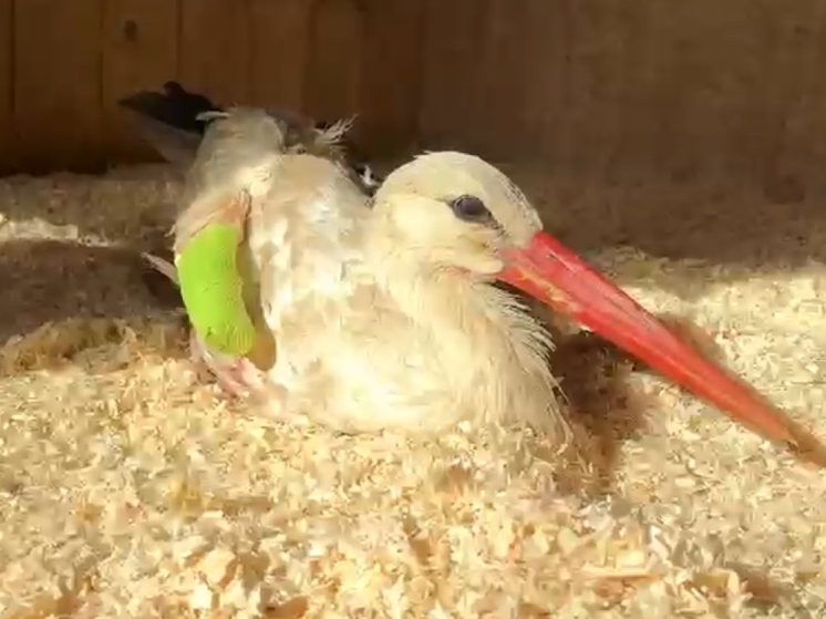 Раненного краснокнижного аиста из Калужской области спасли на Дону