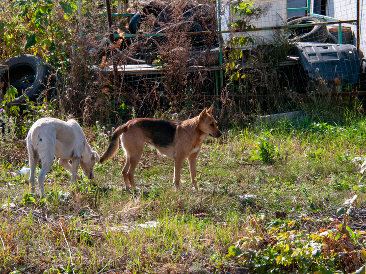 Третий год злые собаки убегают со своих участков и набрасываются на других собак