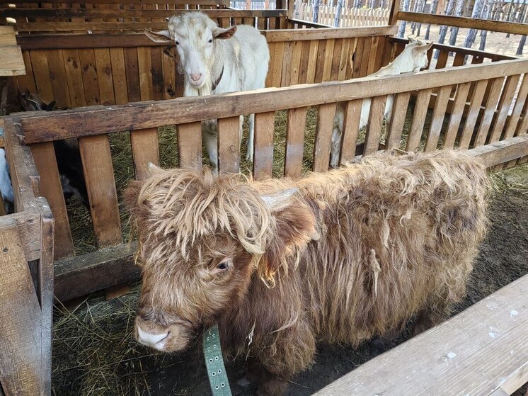 В Свердловской области выявили незаконный контактный зоопарк