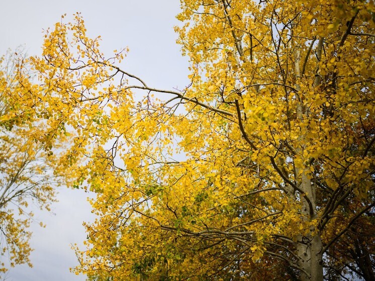 ТулГУ создал пластик из биомассы растений