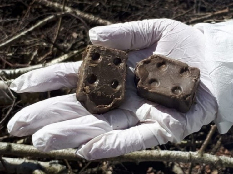 За полгода во Владимирской области зафиксировали 22 случая бешенства