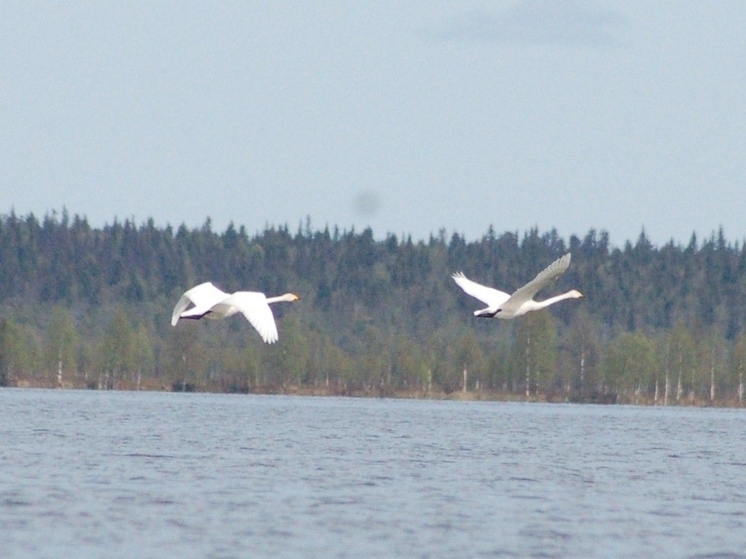 Редкие лебеди-кликуны замечены в Плесецком биологическом заказнике