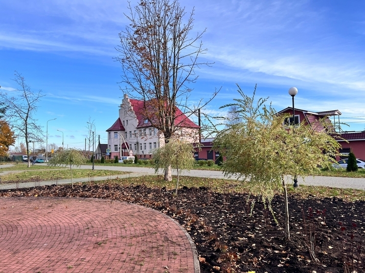 Набережную в Полесске украсили молодые клены