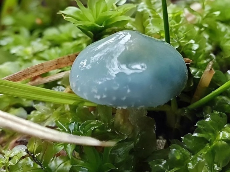 Синий гриб обнаружили в Серпухове