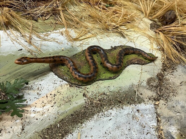 В Саратове в квартиру заползла змея