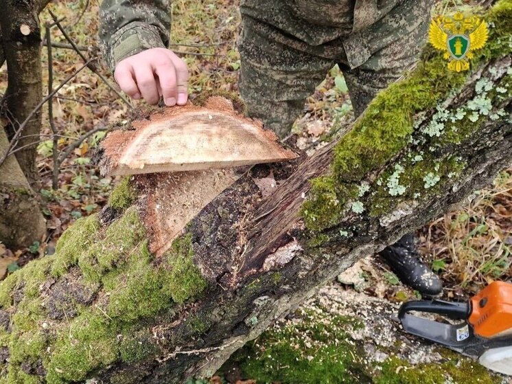 СК возбудил дело на фоне вырубки деревьев в «Тульском лесничестве»