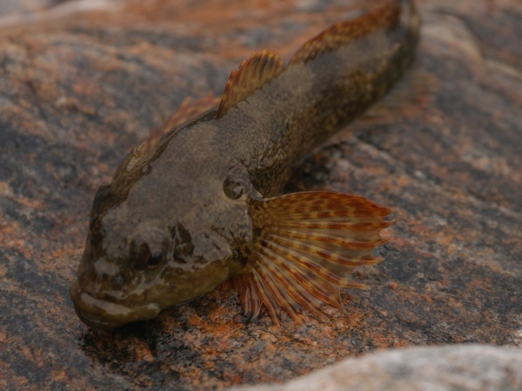 Ученые разгадали загадку «побега» байкальской рыбы в Енисей