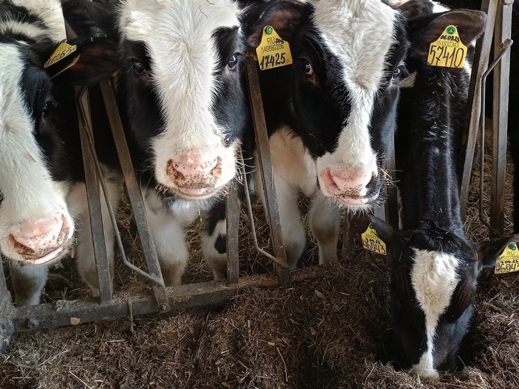 Вологодчина занимает первое место в СЗФО по производству молока на душу населения