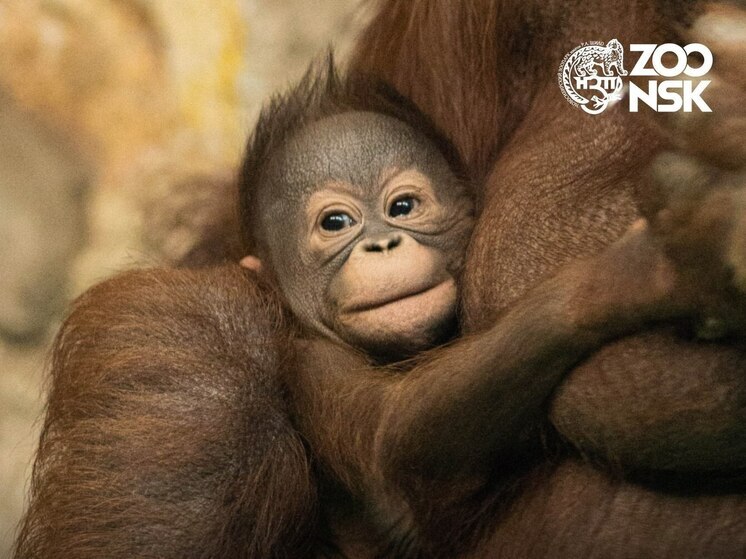Новосибирцы выбрали имя для детёныша орангутанга — малышку назовут Бушель