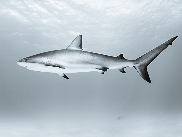 Live Science: в Мексике косатки охотятся на акул новым безжалостным методом