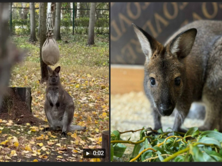 В зоопарк Белгорода прибыли кенгуру Беннетта для создания семьи